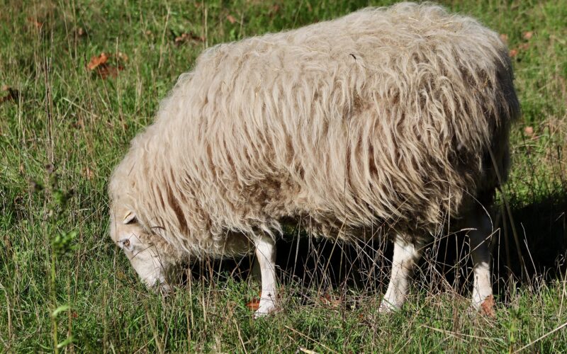 Schafswolle: Der vergessene Langzeitdünger im Fokus
