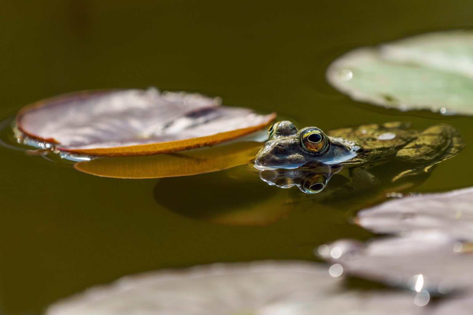 Verschlammter Teich? So entfernen Sie den Schlamm ohne Sauger