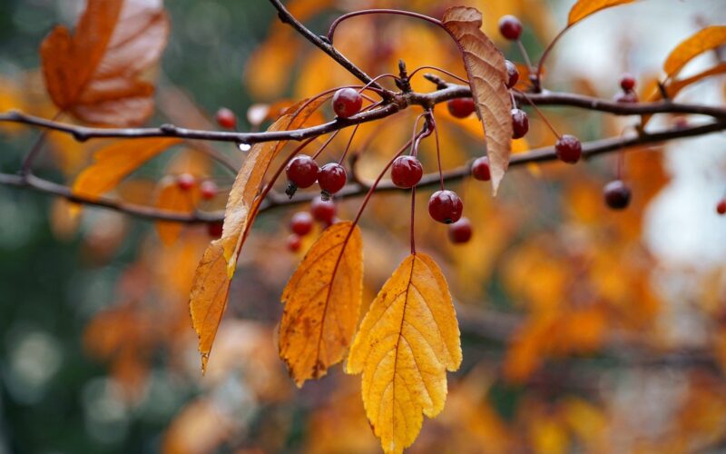Den Garten fit für den Winter machen: Was ist wichtig?